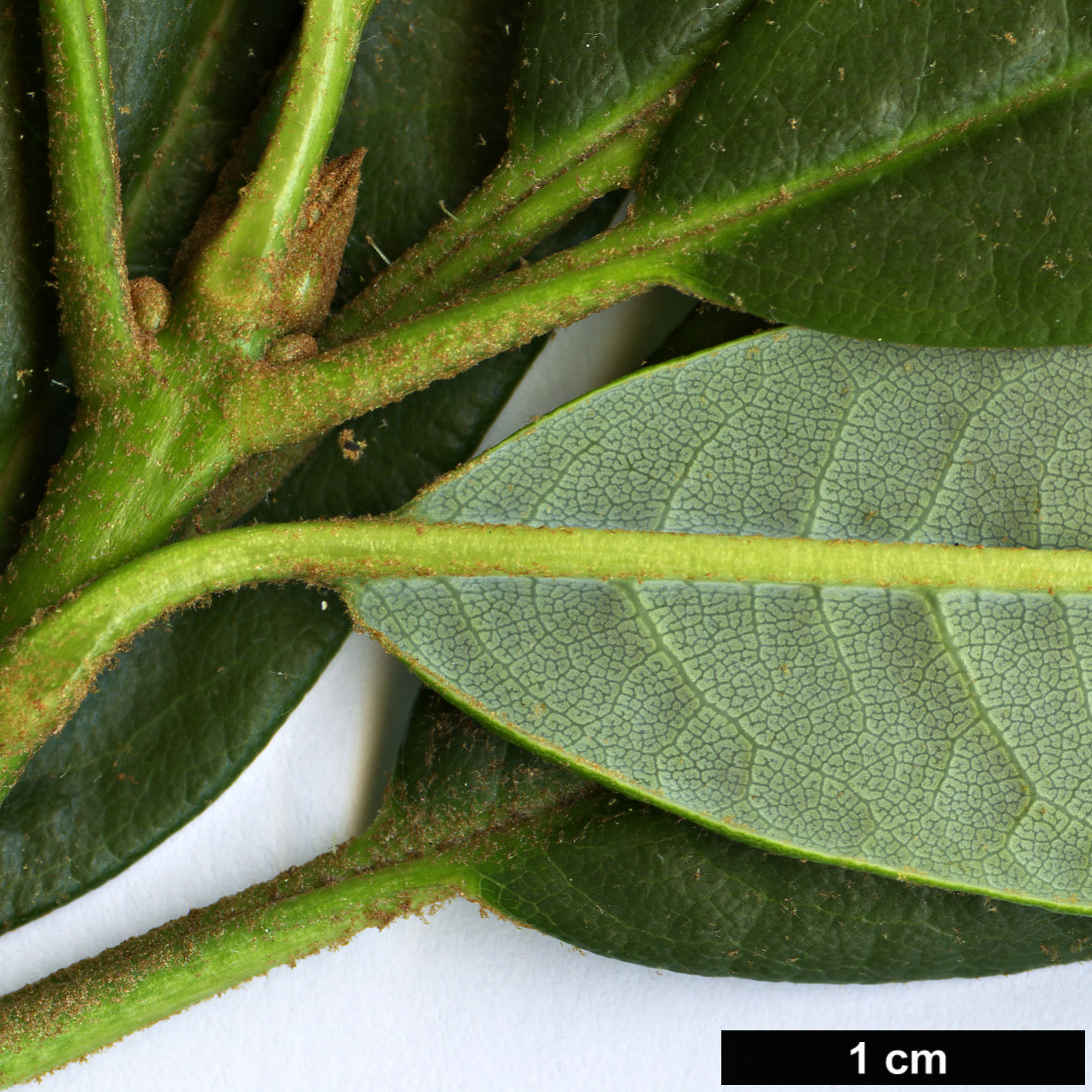 High resolution image: Family: Ericaceae - Genus: Rhododendron - Taxon: neriiflorum - SpeciesSub: subsp. phaedropum